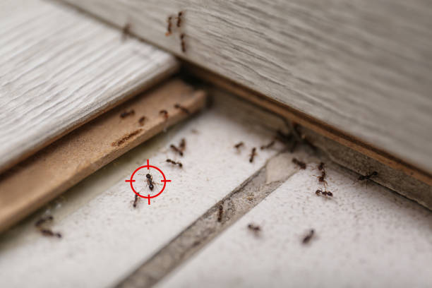 Reliable Hanahan, SC Pest Control Solutions