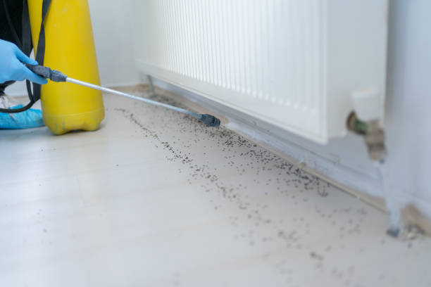 Flea Control Services in Hanahan, SC